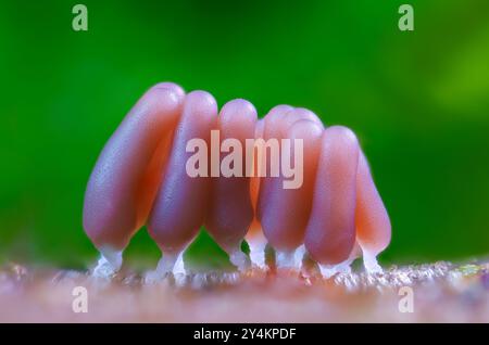 Gruppe einer Schleimform - Stemonitis fusca. Er wächst in Häufchen auf totem Holz und hat markante hohe braune Sporangia, die auf schlanken Stielen mit gestützt wird Stockfoto