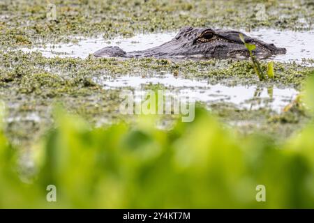 Alligator mississippiensis (Alligator mississippiensis) in den Feuchtgebieten am Lake Apopka Wildlife Drive in der Nähe von Orlando, Florida. (USA) Stockfoto