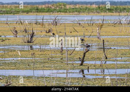 Feuchtgebiete am Lake Apopka Wildlife Drive mit Gallinula galeata in der Nähe von Orlando, Florida. (USA) Stockfoto