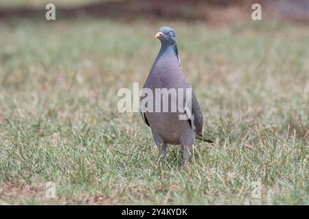 Gemeine Holztaube, Columba palumbus, auf dem Boden, Manresa, Katalonien, Spanien Stockfoto