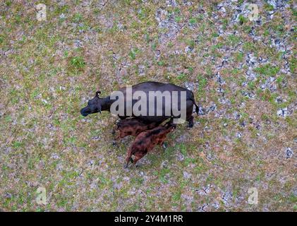 Aus der Vogelperspektive von Nutztieren (keine Heißluftballons in Sicht), aufgenommen vom Heißluftballon Ride, Yarra Valley, Victoria, Australien Stockfoto