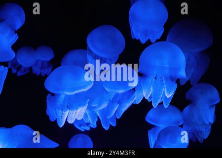 Mehrere leuchtende blaue Quallen schwimmen anmutig durch ein Aquarium. Ihre lichtdurchlässigen Körper beleuchten das dunkle Wasser, ein faszinierendes Spektakel Stockfoto