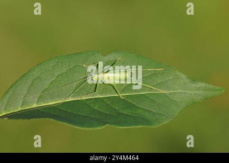 Männliche Buschgrille aus Südeneiche (Meconema meridionale). Unterfamilie Meconematinae. Familie Buschkriket (Tettigoniidae). Blatt der gemeinsamen Spindel. Stockfoto