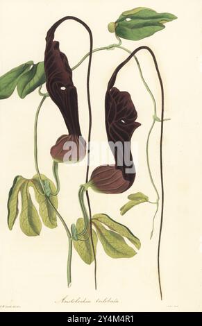 Bejuco de Santiago, Holländische Pfeife oder dreilappiges Geburtskraut, Aristolochia trilobata. In der Karibik, in Mittel- und Südamerika beheimatet. Handkolorierter Kupferstich von Frederick William Smith aus Joseph Paxton’s Magazine of Botany, and Register of Flowering Plants, Volume 3, W.S. Orr, London, 1837. Stockfoto