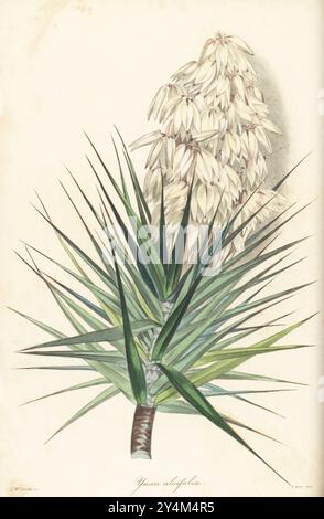 Aloe Yucca, Dolchpflanze, spanisches Bajonett oder Aloe-blättrige Yucca, Yucca aloifolia. Aus den Vereinigten Staaten stammendes Exemplar, das Alexander Campbell im Botanischen Garten von Manchester gezüchtet hat. Handkolorierter Kupferstich von Frederick William Smith aus Joseph Paxton’s Magazine of Botany, and Register of Flowering Plants, Volume 3, W.S. Orr, London, 1837. Stockfoto