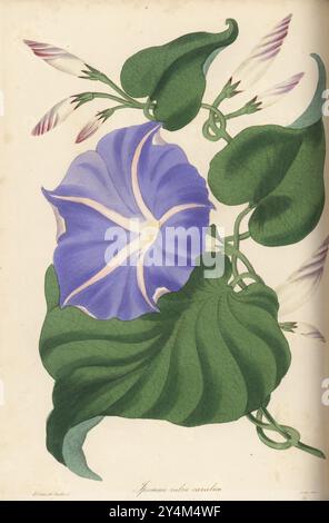 Mexikanischer Morgenruhm, Ipomoea Tricolor. Rötlich-blaue ipomoea, Ipomoea rubra-caerulea. Samen gesammelt von Samuel Richardson in Guanaxuato, Mexiko, aufgezogen von David Cameron, dem Kurator des Botanischen Gartens von Birmingham. Handkolorierter Kupferstich von Frederick William Smith nach einer botanischen Illustration von Samuel Holden aus Joseph Paxton’s Magazine of Botany, and Register of Flowering Plants, Volume 3, W.S. Orr, London, 1837. Stockfoto