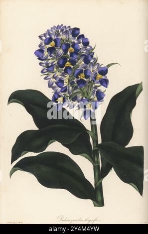 BlauIngwer- oder Thyrseblüten Dichorisandra, Dichorisandra thyrsiflora. Gebürtig in Brasilien, gesandt von dem Botaniker Johann Christian Mikan aus Rio de Janeiro, gezüchtet von Pfarrer John Clowes aus Broughton Hall, Manchester. Handkolorierter Kupferstich von Frederick William Smith nach einer botanischen Illustration von Samuel Holden aus Joseph Paxton’s Magazine of Botany, and Register of Flowering Plants, Volume 3, W.S. Orr, London, 1837. Stockfoto