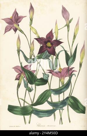 Exacum trinervium. Drei-nervige Chironia trinervis. Heimisch in Afrika, Asien und Ozeanien. Handkolorierter Kupferstich von Frederick William Smith nach einer botanischen Illustration von Samuel Holden aus Joseph Paxton’s Magazine of Botany, and Register of Flowering Plants, Volume 3, W.S. Orr, London, 1837. Stockfoto