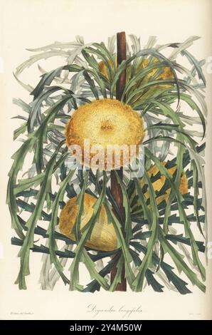Banksia prolata. Sie stammt aus dem westlichen New Holland, Australien. Langblättrige dryandra, Dryandra longifolia. Handkolorierter Kupferstich von Frederick William Smith nach einer botanischen Illustration von Samuel Holden aus Joseph Paxton’s Magazine of Botany, and Register of Flowering Plants, Volume 3, W.S. Orr, London, 1837. Stockfoto