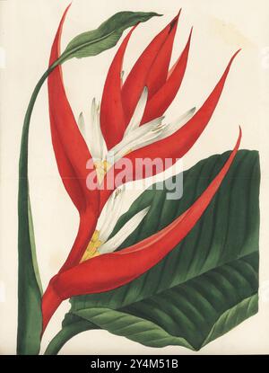 Hummerkrallen, Tukanschnabel, wilder Kochbananen oder falscher Paradiesvogel, Heliconia farinosa. Brasilianische Helikonia, Heliconia brasiliensis. Gebürtig in Brasilien, aufgezogen von dem Botanischen Gärtner Joseph Cooper im Wentworth Woodhouse. Handkolorierter Kupferstich von Frederick William Smith nach einer botanischen Illustration von Samuel Holden aus Joseph Paxton’s Magazine of Botany, and Register of Flowering Plants, Volume 3, W.S. Orr, London, 1837. Stockfoto