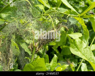 Spindel Ermine Motte Raupen und Web in englischer Hecke im Mai, England, UK Stockfoto