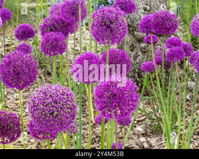 Dutch Knoblauch Allium „Purple Sensation“-Blüten (Allium hollandicum), die im Mai in Rutland, England, Großbritannien, im Garten wachsen Stockfoto