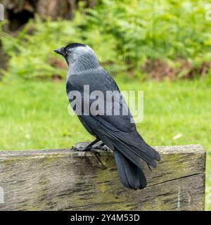 Ein eurasischer/westlicher Jackdaw-Vogel (Coloeus monedula) auf Holzsitzlehne, Bradgate Park, Leicestershire, England, Großbritannien Stockfoto