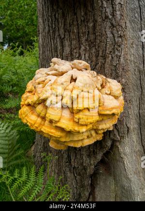 "Huhn des Waldes" ( Laetiporus sulphureus ) Bradgate Park, England, Vereinigtes Königreich, Bradgate Park Stockfoto