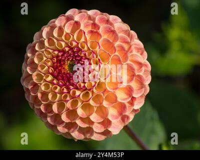 Einzelne blassgelbe und rosafarbene kugelförmige Dahlienblume „Rosemary Dawn“, Derbyshire, England, Großbritannien Stockfoto