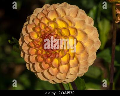 Einzelne blassgelbe und orange kugelförmige Dahlia-Blume „Blyton Softer Gleam“, Derbyshire, England, Großbritannien Stockfoto