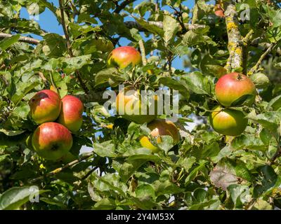 Malus domestica „Bramley's Seedling“ Kochen / kulinarische Äpfel wachsen / Reifen auf einem Apfelbaum im September, England, Vereinigtes Königreich Stockfoto