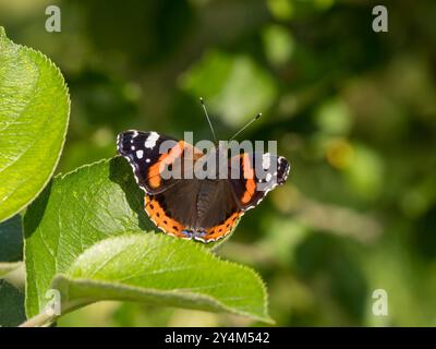 Ein sonnendurchfluteter roter Admiral-Schmetterling (Vanessa atalanta) mit offenen Flügeln, die sich auf sonnendurchflutetem grünen Apfelbaumblatt im September, England, Großbritannien, sonnen Stockfoto