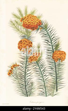 Dillwynia pungens. Sie stammt aus dem Westen Australiens, New Holland. Stechende Eutaxie, Eutaxia pungens. Handkolorierter Kupferstich von Frederick William Smith nach einer botanischen Illustration von Samuel Holden aus Joseph Paxton’s Magazine of Botany, and Register of Flowering Plants, Volume 3, W.S. Orr, London, 1837. Stockfoto
