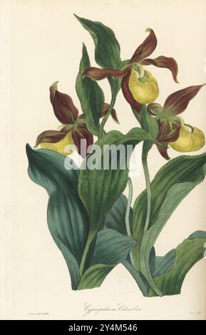 Damenschuh Orchidee, Cypripedium calceolus. Heimisch in Europa und Asien. Handkolorierter Kupferstich von Frederick William Smith nach einer botanischen Illustration von Samuel Holden aus Joseph Paxton’s Magazine of Botany, and Register of Flowering Plants, Volume 3, W.S. Orr, London, 1837. Stockfoto