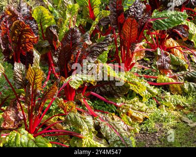 Farbenfrohe hellrote Stängel von Chard Rhabarber, die im September auf englischem Gemüsegrundstück/Küchengarten angebaut werden Stockfoto