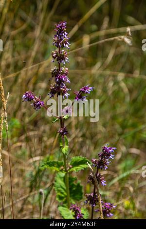 Lila Lila Salbei - eine schöne Zierpflanze in der naturalistischen einheimischen Grenze im Hüttengarten. Salvia verticillata - Purple Rain. Stockfoto