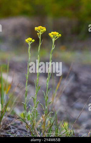 Blühendes Helichrysum-Arenarium, Nahaufnahme, mit Vignette. Heilpflanzen. Stockfoto