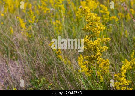 Nahaufnahme gelbe Blüten von Damenbettstroh, gelbes Betthroh Galium verum in einem niederländischen Garten. Familie Rubiaceae. Sommer, August, Niederlande. Stockfoto