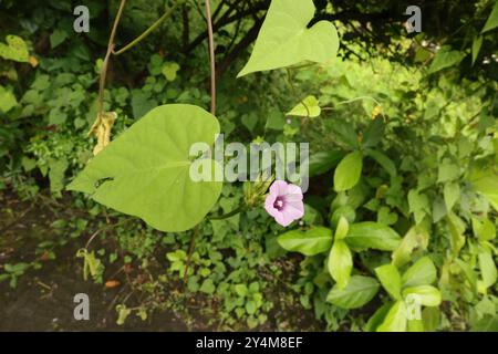 Ipomoea Morning Glory, bekannt unter mehreren gebräuchlichen Namen, einschließlich Kleinglocke und Aiea Morning Glory Stockfoto