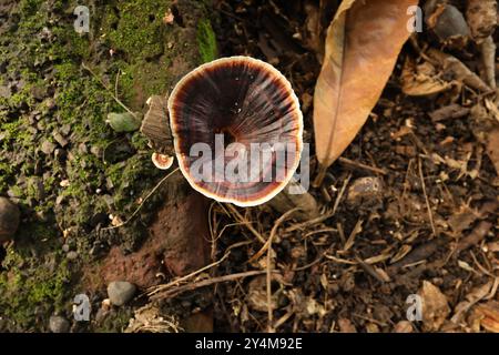 Es handelt sich um eine Gattung von Polyporpilzen aus der Familie Ganodermataceae, Einem Holzverfall oder Xylophaguspilz. Die Pilze enthalten etwa 70 Arten Stockfoto