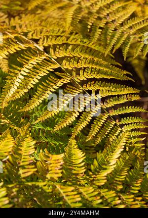 Gelber Tsetse-Farn. Herbstfarben. Stockfoto