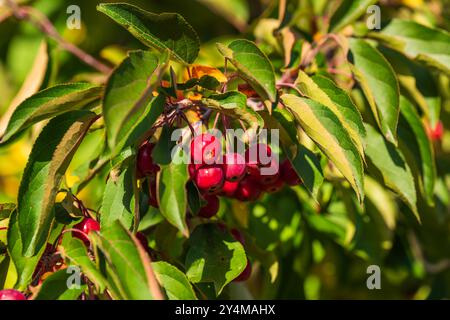 Nahaufnahme von dunkelroten kleinen Äpfeln zwischen grünen Blättern. Malus x robusta „Red Sentinel“ Красные Stockfoto