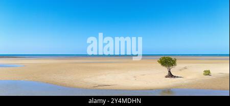 Port Douglas, Queensland, Australien. Mangroven auf einer Sandbank am Yule Point. Stockfoto