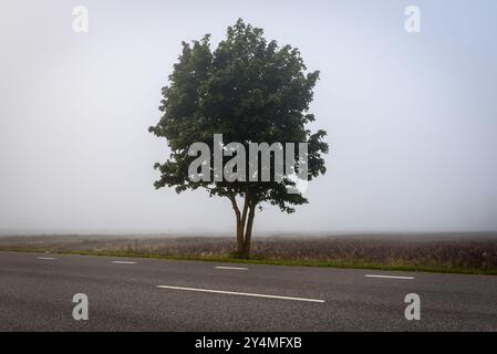 Foto mit selektivem Fokus. Nebeliger Morgen. Tiefer Nebel in Lettland. Stockfoto