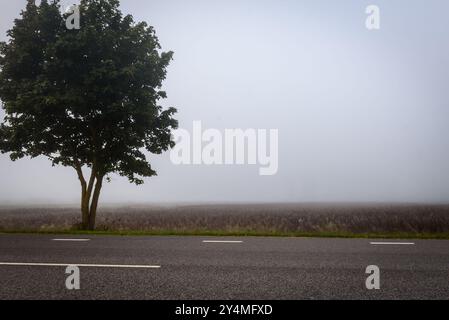 Foto mit selektivem Fokus. Nebeliger Morgen. Tiefer Nebel in Lettland. Stockfoto