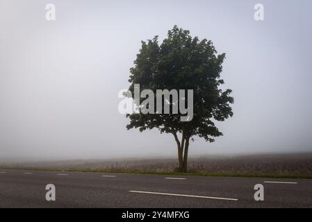 Foto mit selektivem Fokus. Nebeliger Morgen. Tiefer Nebel in Lettland. Stockfoto