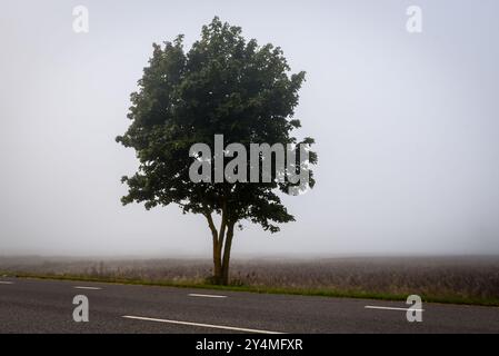 Foto mit selektivem Fokus. Nebeliger Morgen. Tiefer Nebel in Lettland. Stockfoto