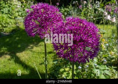 Nahaufnahme der violetten allium-Blüten blühende Blüten, die in einem Blumenbeet-Garten im Frühling Sommer wachsen England Großbritannien Großbritannien Großbritannien Großbritannien Großbritannien Großbritannien Großbritannien Großbritannien Großbritannien Großbritannien Großbritannien Großbritannien Stockfoto