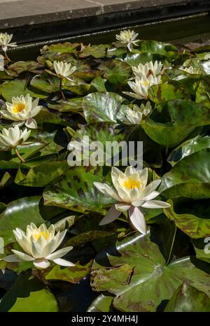 Nahaufnahme der Creme-Wasser-Lilie Nymphaea Blume blühte auf einem Teich im Sommer England Vereinigtes Königreich GB Großbritannien Stockfoto