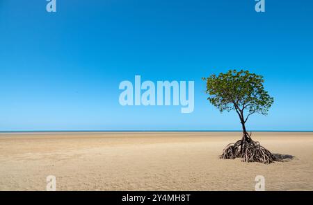 Port Douglas, Queensland, Australien. Mangroven auf einer Sandbank am Yule Point. Stockfoto