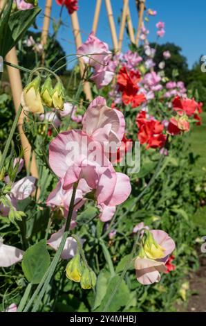 Nahaufnahme von rosafarbenen und roten, gemischten Kletternerbsen (lathyrus odoratus) Blüten, die im Sommergarten England Großbritannien wachsen Stockfoto