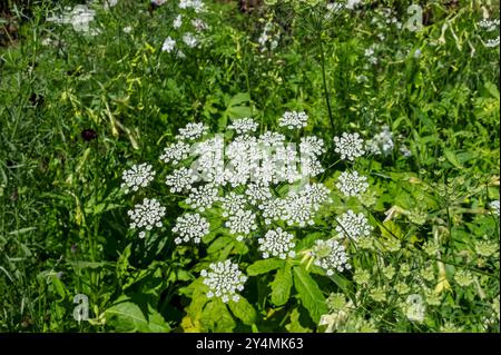 Nahaufnahme der weißen ammi majus Bischöfe Blume Blumen wachsen im Garten Blumenbeet Grenzsommer England Großbritannien Großbritannien Großbritannien Großbritannien Großbritannien Großbritannien Großbritannien Großbritannien Großbritannien Großbritannien Großbritannien Großbritannien Großbritannien Großbritannien Großbritannien Großbritannien Großbritannien Großbritannien Großbritannien Großbritannien Großbritannien Stockfoto