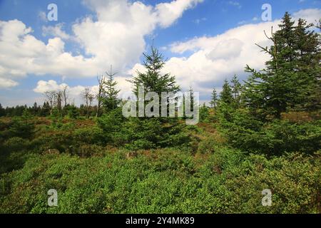 Dichte Moorlandschaft mit immergrünen Bäumen am Großen Beerberg in Thüringen. Stockfoto