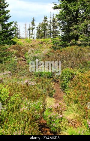 Schmaler Weg, der sich durch dichte Heidevegetation im Moor am Großen Beerberg in Thüringen schlängelt. Stockfoto