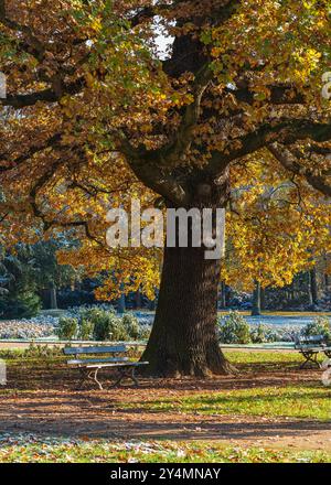 Stadtpark. Alte große Eiche mit herbstgelbem Laub. Bank zum Ausruhen. Der erste Frost trifft Blumen im Blumenbeet. Stockfoto