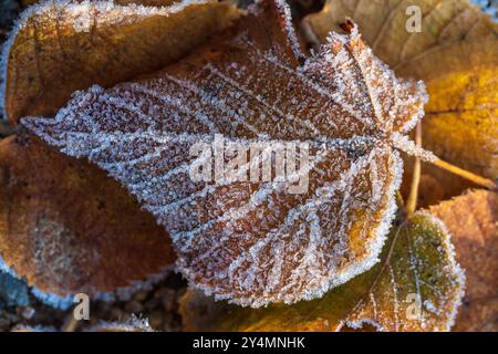 Erster Frost, Frost und Raureif. Früher Winter. Gefrorenes Blatt. Nahaufnahme. Stockfoto