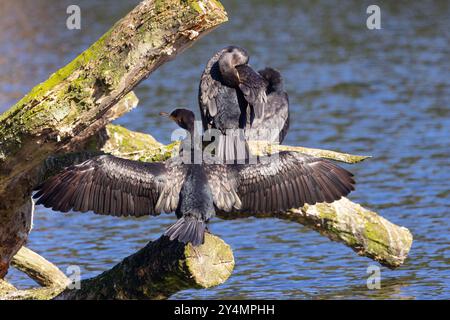 Toller Kormoran verbringen viel Zeit mit Tauchen in kalten Gewässern, daher ist Trocknen wichtig, um Unterkühlung zu vermeiden. Auch Präparation mit Ölen aus einer Uropygialdrüse Stockfoto