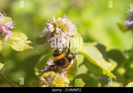 Eine Arbeiter-Weißschwanzhummel sammelt Nektar aus den Blüten einer Wasserminze. Hummeln leben in kleineren Kolonien als Honigbienen Stockfoto