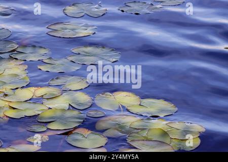 Grüne Seerosenblätter am Ufer eines kleinen Teichs. Stockfoto