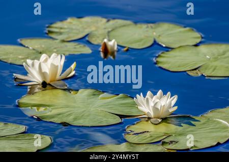 Weiße Seerosen blühen im Teich. Stockfoto